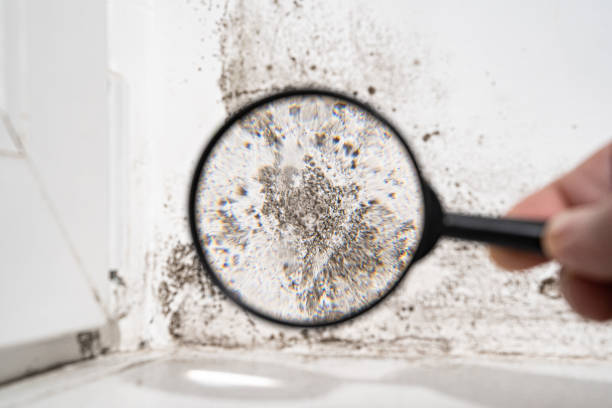 Best Mold Damage Restoration  in Plains, MT